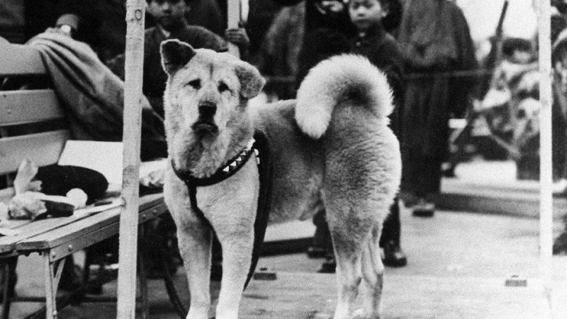 hachiko - chú chó biểu tượng của lòng trung thành hachiko - chú chó biểu tượng của lòng trung thành